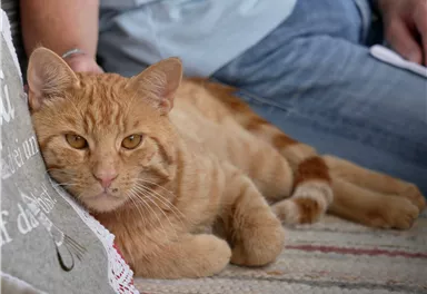 Au Hochalm Katze