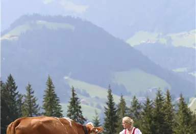 Au Hochalm Kuh