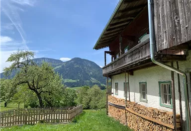 Eine Gruppe von Lamas auf einer grünen Wiese mit Bergen im Hintergrund. Die Lamas sind neugierig und stehen nahe zusammen.