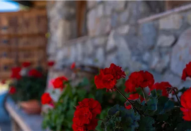 Blumen