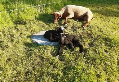 Ein Hund und zwei Welpen liegen entspannt auf einer Wiese. Im Hintergrund sind grüne Grasflächen und ein Zaun zu sehen.