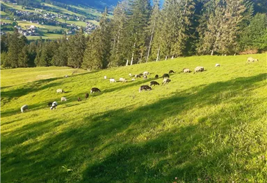 Ellmau_Hochfilzer_Wilder Kaiser (2)