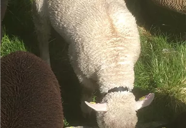 Ein Schaf, das neugierig an einem Stein schnüffelt. Im Hintergrund sind weitere Schafe und reichlich grünes Gras zu sehen.