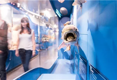 Ein ausgestopfter Fisch in einem Vitrinenbereich mit blauer Wand. Im Hintergrund sind Besucher des Museums zu sehen.