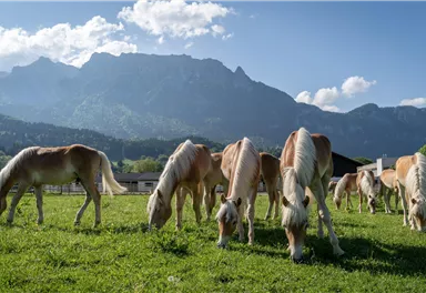 Fohlenhof Foto 1