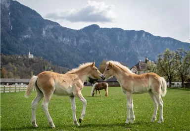 Fohlenhof Foto 2
