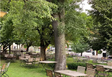 A cozy outdoor area with many tables and chairs on green grass. Surrounded by large trees and a tranquil atmosphere.