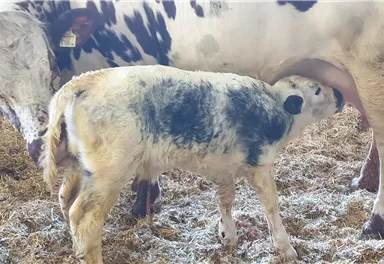 Ein Kalb trinkt Milch von seiner Mutter in einem Stall. Der Boden ist mit Stroh bedeckt.