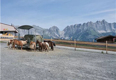 Eine Gruppe von Ponys steht in einem geräumigen Bereich und frisst Heu. Im Hintergrund sind beeindruckende Berge und eine klare blaue Himmel zu sehen.