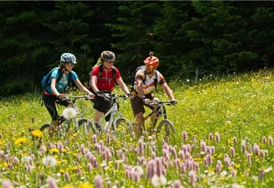 Drei Radfahrer fahren durch eine blühende Wiese voller bunter Blumen. Im Hintergrund sind grüne Bäume zu sehen.