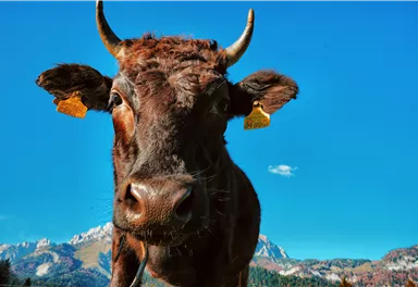 A curious cow stands in front of a clear blue sky with mountains in the background. Her fur is brown and she has ear tags.