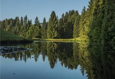 Ein ruhiger See, umgeben von hohen, grünen Bäumen. Der klare Himmel spiegelt sich im Wasser und schafft eine friedliche Atmosphäre.