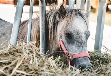 Ein kleines Pony mit einer roten Trense frisst Heu. Es schaut durch ein Gitter.