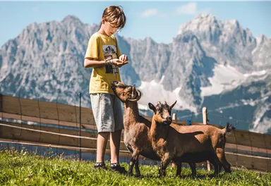 Ein Junge füttert zwei Ziegen auf einer Wiese. Im Hintergrund sind beeindruckende Berge zu sehen.
