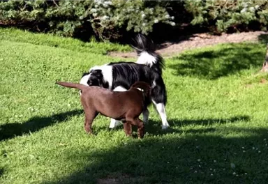 Two dogs are playing on a green meadow. The black dog is sniffing the brown dog.