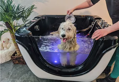 Ein Hund badet in einer modernen Badewanne mit Wasser und Lichtern. Eine Person wäscht den Hund sanft.