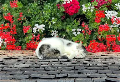 Eine Katze liegt auf einem Dach aus Holzschindeln. Im Hintergrund blühen bunte Blumen.