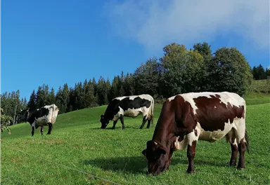 Kühe