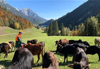 Kühe