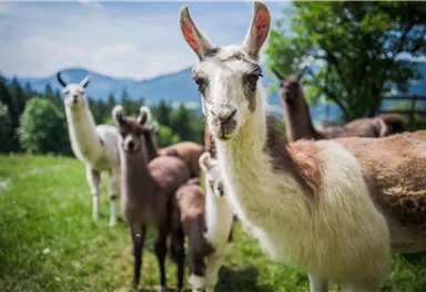 A group of llamas on a green meadow with mountains in the background. The llamas are curious and standing close together.