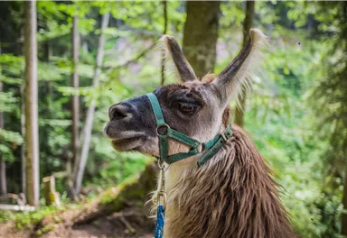 A llama stands in the forest, surrounded by green trees. It wears a halter and looks into the distance.
