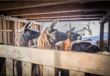 Lamas_Winter_1