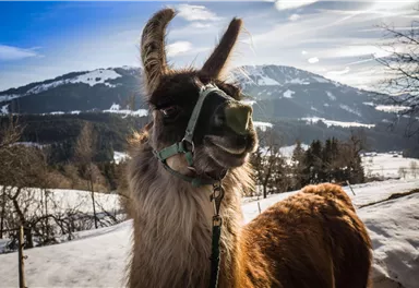 Lamas_Winter_2