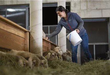Eine Frau füttert Schafe in einem Stall. Sie hält einen Eimer in der Hand und ist dabei, die Tiere zu versorgen.