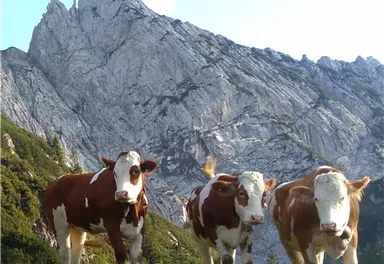 Drei Kühe stehen auf einer grünen Wiese vor beeindruckenden Bergen. Der Himmel ist klar und die Umgebung wirkt friedlich.
