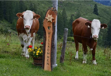 Zwei Kühe stehen auf einer grünen Wiese neben einem Willkommensschild. Im Hintergrund sind Bäume und Berge zu sehen.