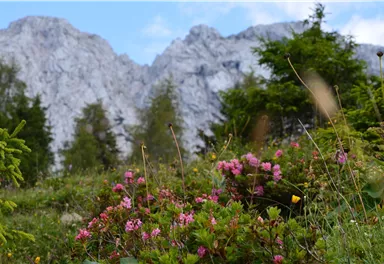 Eine bunte Blumenwiese mit pinken und gelben Blumen im Vordergrund. Im Hintergrund erheben sich majestätische Berge unter einem klaren Himmel.