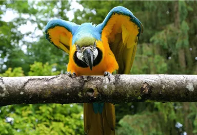 Ein bunter Papagei sitzt auf einem Ast. Sein Gefieder ist blau und gelb, umgeben von grünen Bäumen.