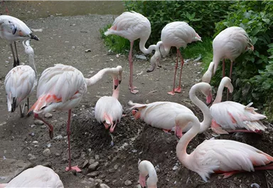 Eine Gruppe von Flamingos steht an einem Ufer. Einige von ihnen sind mit dem Kopf nach unten beschäftigt, während andere aufrecht stehen.