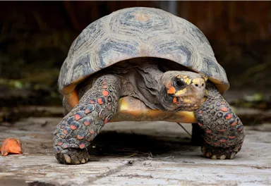 Eine Schildkröte mit einer auffälligen Färbung bewegt sich auf einem Bodenbelag. Sie hat einen charakteristischen Panzer und leuchtet in warmen Farben.