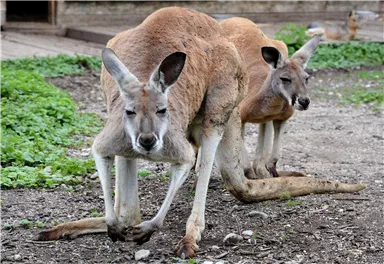 Raritätenzoo Ebbs Tiere