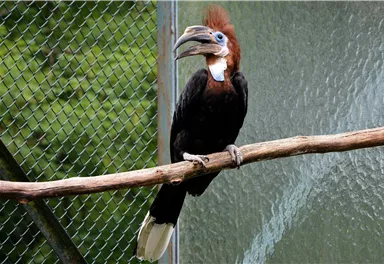 Ein bunter Vogel sitzt auf einem Ast. Er hat einen auffälligen Schnabel und einen charakteristischen Haarschopf.