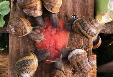 A group of snails gathers around a piece of watermelon on a wooden board. There is fresh vegetables in the background.