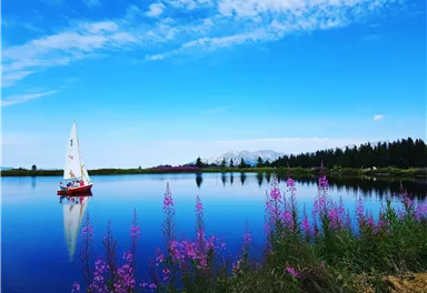 A sailboat floats calmly on a clear lake. Colorful flowers line the shore under a bright blue sky.