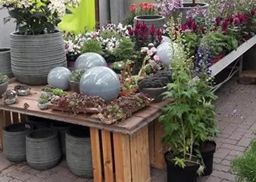 Ein attraktiver Pflanzenstand mit bunten Blumen und dekorativen Töpfen. Der Tisch aus Holz ist mit verschiedenen Pflanzen und Steinen dekoriert.