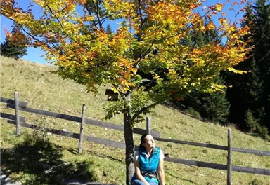 Söll_Marianne Herbst_Wilder Kaiser