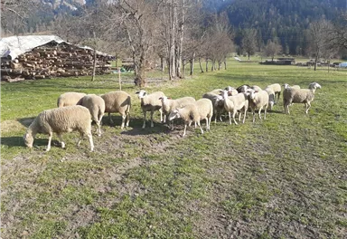Eine Gruppe von Schafen grast auf einer Wiese. Im Hintergrund sind Bäume und ein Holzstapel sichtbar.