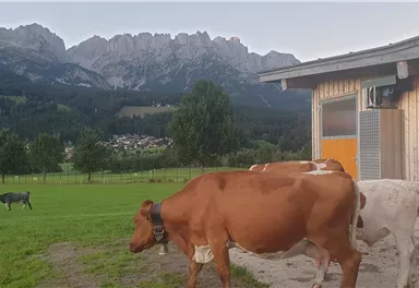 Eine idyllische Alm mit Kühen auf einer Wiese und beeindruckenden Bergen im Hintergrund. Neben einem Holzgebäude erstreckt sich die grüne Landschaft.