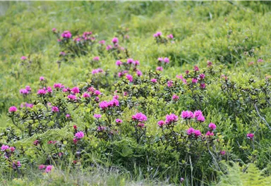 Nahaufnahme von blühenden, pinken Almrosen auf einer grünen Bergwiese.