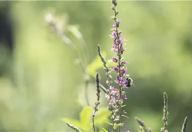 Tiroler Bienenalm Thiersee Biene