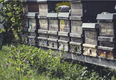 Tiroler Bienenalm Thiersee Bienenstöcke