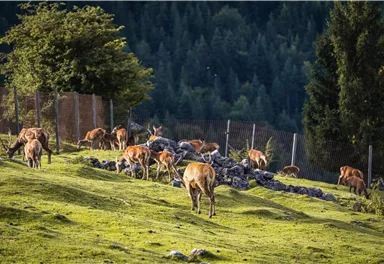 Eine Gruppe von Rehen grast auf einer grünen Wiese. Im Hintergrund sind Bäume und ein eingezäuntes Gebiet zu sehen.