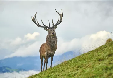 Wildpark Aurach 2