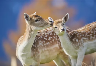 Wildpark Aurach 5