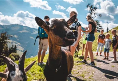 Ein Llama steht im Wald, umgeben von grünen Bäumen. Es trägt ein Halfter und schaut in die Ferne.