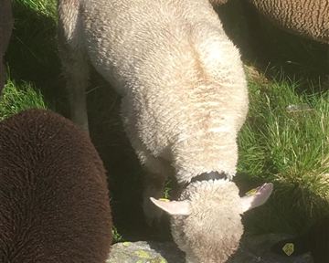 A sheep curiously sniffing at a stone. In the background, more sheep and plenty of green grass can be seen.